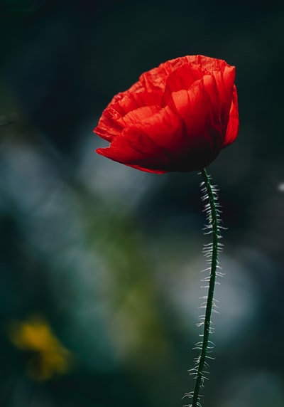 红花特写照片